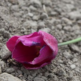 wilted Tulip von iris doff