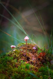 Nach oben von Alexander van der Molen