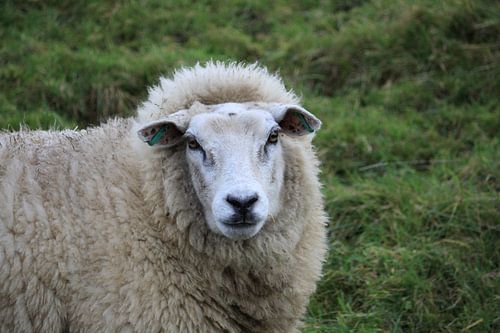 Holländische Schafe auf dem Deich