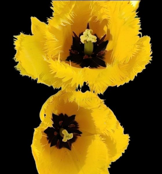 Tulpenpaar von Kubedale