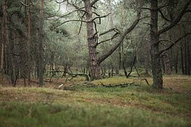 Im dunklen Wald in den Niederlanden von Yeltree Fotografie
