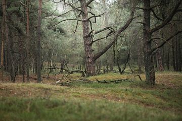 In het donkere bos in Nederland