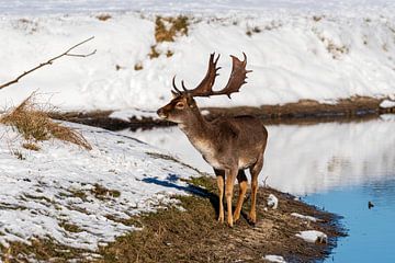Fallow deer Amsterdam Water Supply Dunes in the snow by Merijn Loch