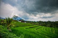 Tabanan Province van Zander Proost thumbnail