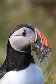 Puffins with sandeels Iceland by Frank Fichtmüller