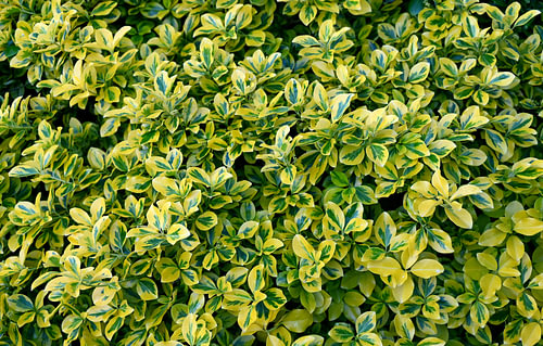 Un jardin paisible aux feuillages variés.