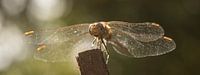 Libelle