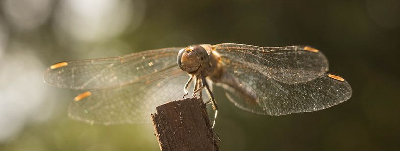 Libelle by Anita van Gendt