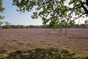 Heide in de bloei
