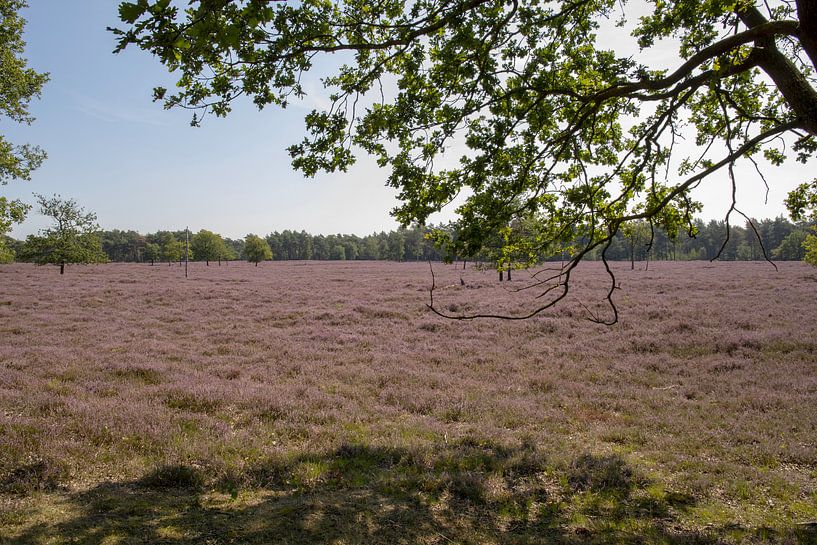 Heather in bloom by Tanja van Beuningen