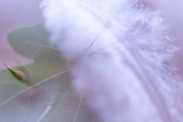 Wit Veertje op Groen Blad | Natuurfotografie van Nanda Bussers
