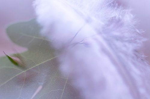 Wit Veertje op Groen Blad | Natuurfotografie