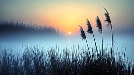 Lever de soleil sur les roseaux dans la brume sur Frank Heinz