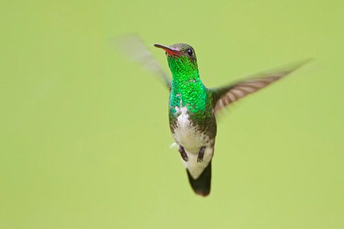 Franjeamazilia in vlucht, Brazilië. 