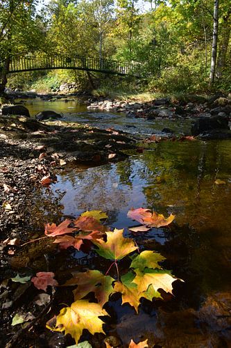 Der Fluss des Parks im Herbst