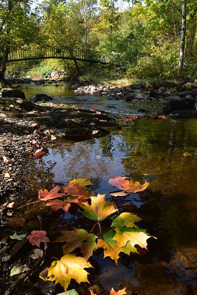The flow of the park in autumn by Claude Laprise