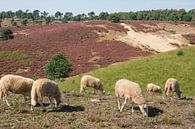 Schapen op de heide von Michel van Kooten Miniaturansicht