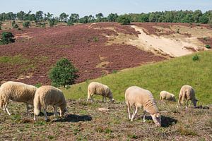 Schapen op de heide von Michel van Kooten