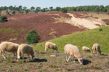 Schapen op de heide by Michel van Kooten