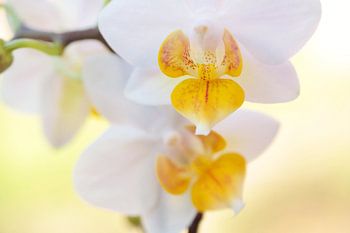 Witte Orchidee
