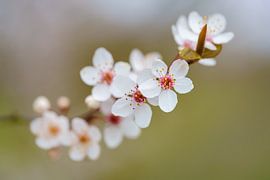 Blossom by Serge Bodde