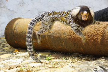 Miss Marmoset