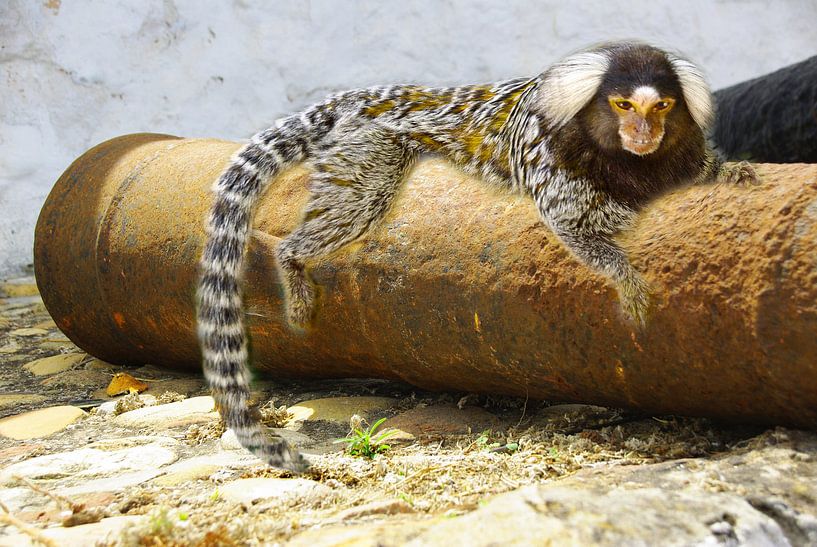 Miss Marmoset par Christiane Behrmann