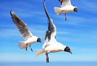 Flying gulls by Frank Herrmann thumbnail