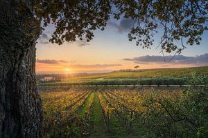 Bäume und Weinberge im Chianti-Gebiet