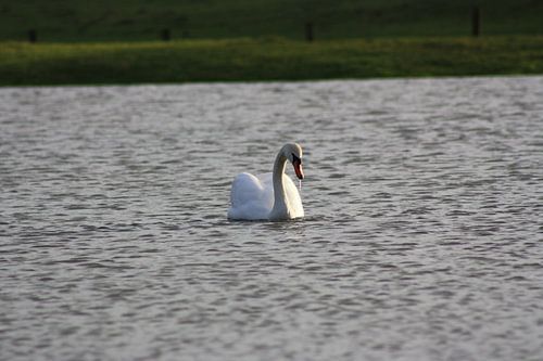 Zwaan op overstroomd weiland (Zalk)
