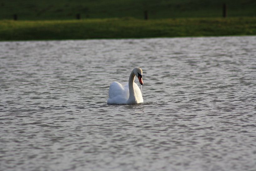 Zwaan op overstroomd weiland (Zalk) von Matty O.H.
