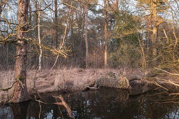 Arbres du Dwingelderveld, Drenthe - Pays-Bas