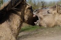 wilde paarden in de millingerwaard