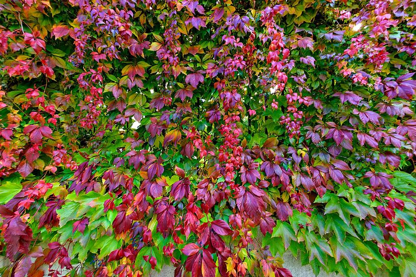 Farben des Herbstes von Leopold Brix