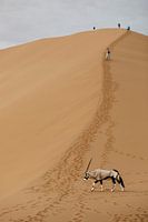 Mensch gegen Wildtier - Oryx in der namibischen Wüste