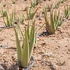 Aloe vera paysage Aruba sur Bianca Kramer
