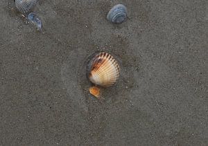 Coquillages sur la plage