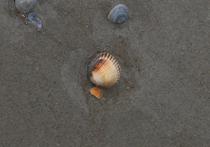 Shells on the beach by Matthias Brix