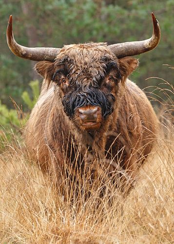 Scottish Highlander