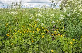 Plantes sauvages en fleurs au bord d'un champ néerlandais sur Ruud Morijn