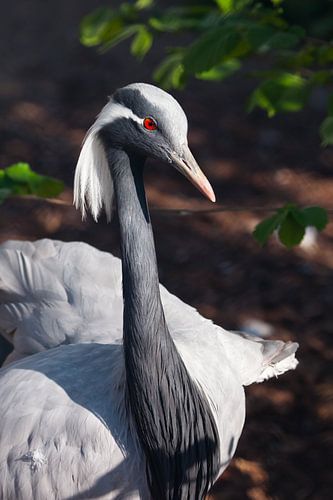 Demoiselle crane- beautiful bird close-up. Red eyes blue feathers and graceful posture.