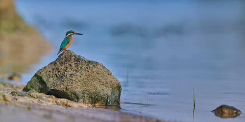 IJsvogel kijkt uit over zijn koninkrijk