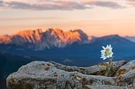 Edelweiss met berg op de achtergrond van Dieter Meyrl thumbnail