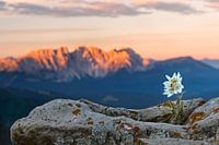 Edelweiss with mountain in background