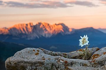 Edelweiss with mountain in background by Dieter Meyrl