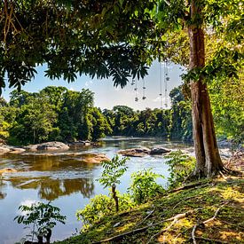 View of the Suriname River, Upper Suriname by Marcel Bakker