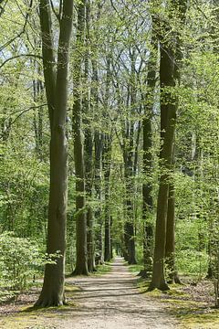 Opgaande bomen