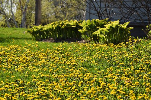 Paardenbloemen in een park in de lente
