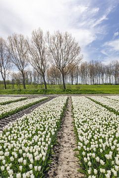 Witte tulpen (staand/portrait) van Ingrid Bergmann  Fotografie