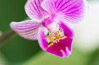 Orchidee lila